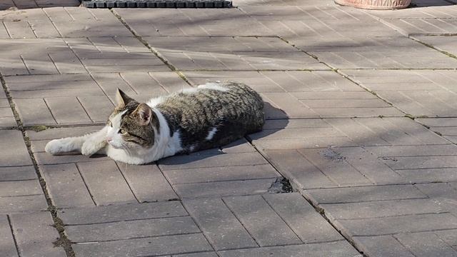 🔥Клёпа показывает зайчика; река пока не вышла из берегов, ждём.