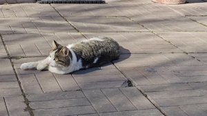 🔥Клёпа показывает зайчика; река пока не вышла из берегов, ждём.