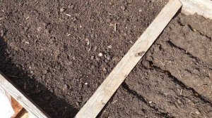 Лук и Морковь -Это Любовь. Уплотненные посадки для богатого урожая.