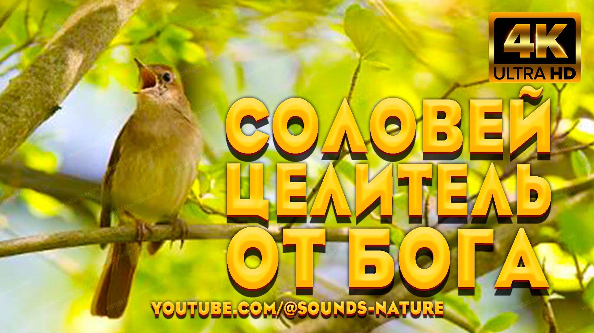 🕊️ Слушайте Музыку Природы И Истинного Целителя От Бога-Соловья Исцеляет Душу И Тело🌿 Природа 4K📺