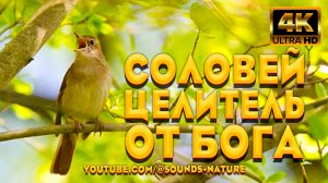 🕊️ Слушайте Музыку Природы И Истинного Целителя От Бога-Соловья Исцеляет Душу И Тело🌿 Природа 4K📺