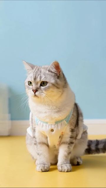 Самая стильная кошка в городе! #кошки #стиль #милота