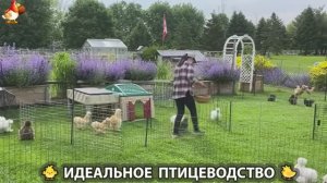 Идеальное птицеводство достойно восхищения 🐓🦆🦢🦚🦃🐔 эпизод (472)