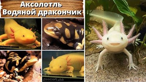 Взрослые удовольствия вечно юных дракончиков