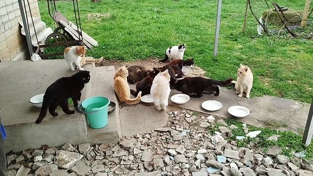 Домашний зоопарк, новости о котиках.