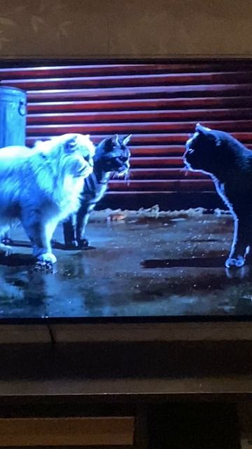 Смотрим кино с уточками