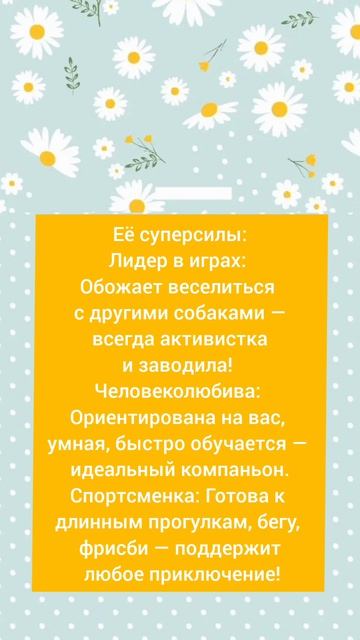 🐶 Активная красавица Ива ищет любящую семью! 🏡 #Москва