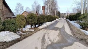 Где я беру хвойный опад для мульчирования цветников.