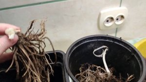 Видео от 26.03 . 2026 
Как я сажаю хосты в кашпо. 
И неожиданное окончание четверга.