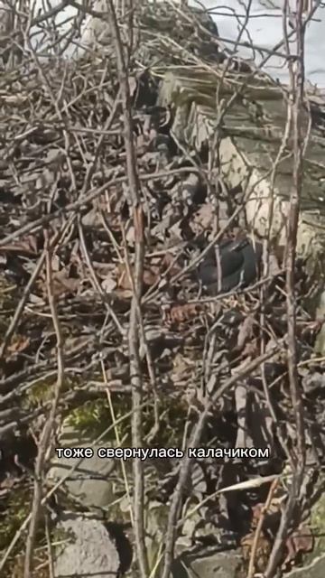 Нашествие змей в Ярославле!!!! #НашествиеЗмей #Ярославль #Срочно #ОсторожноЗмеи #ЧПЯрославль