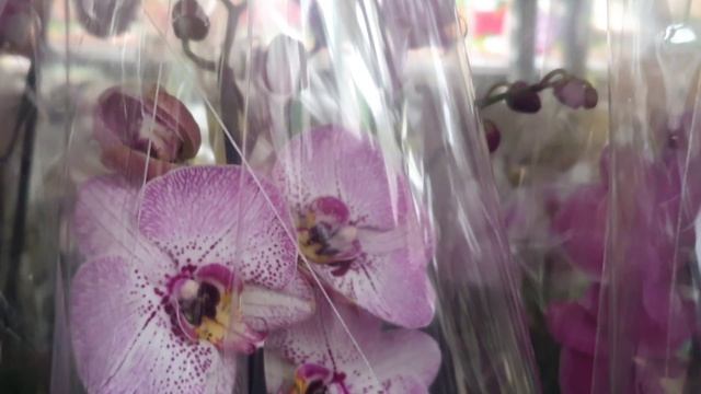27.03.2026г. Много красивых и свежих орхидей в с/ц Планета Лета.