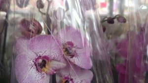 27.03.2026г. Много красивых и свежих орхидей в с/ц Планета Лета.