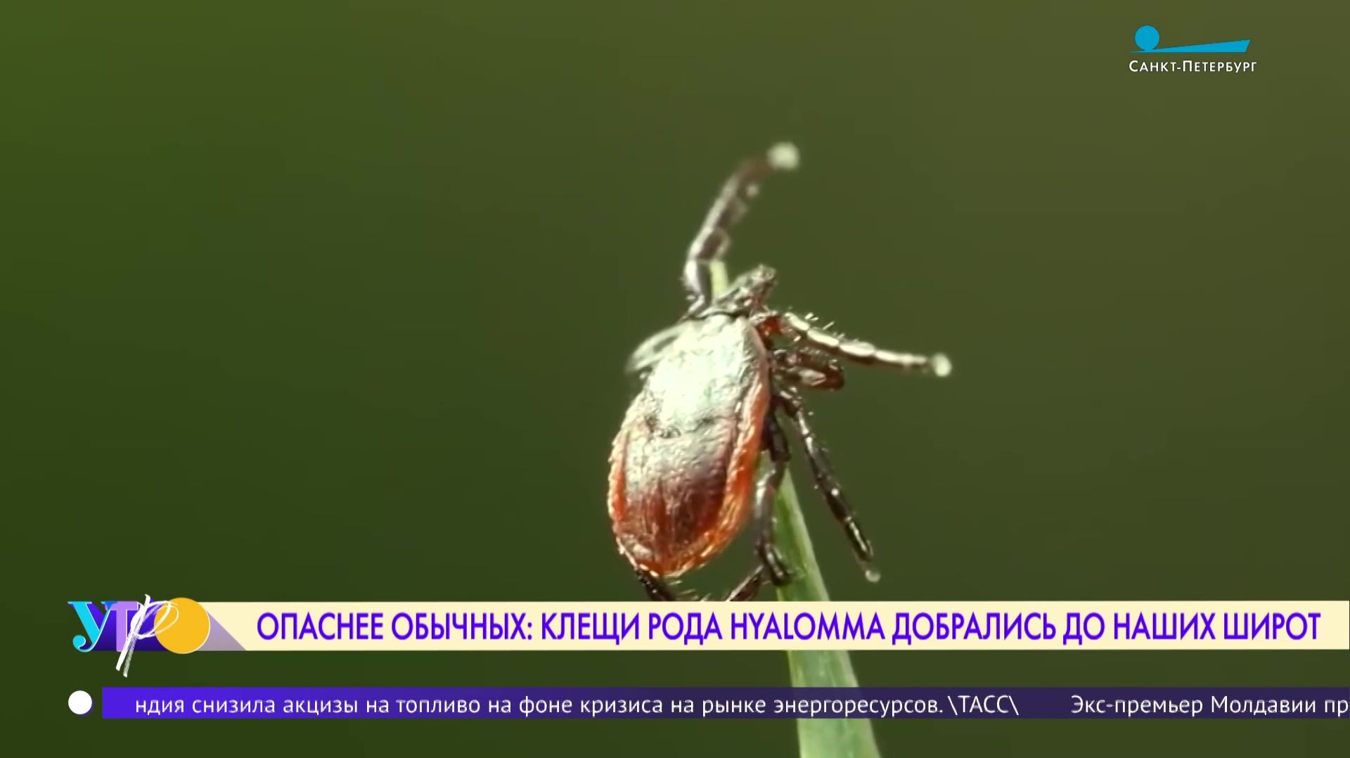 Опаснее обычных: клещи рода Hyalomma добрались до наших широт