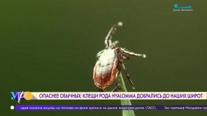 Опаснее обычных: клещи рода Hyalomma добрались до наших широт