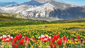 Трансляция богослужения Новоапостольской церкви, г. Щучинск(Казахстан), 29.03.2026, 8:00 мск