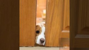 "Поговорим "Лисицын.mp4