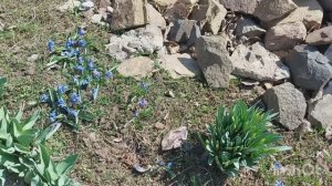 Подкормка и обрезка роз весной / Высаживаю лобелию в теплицу в марте /