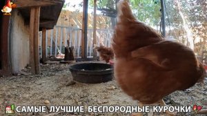 Цыплята и Курочки селяночки лучшие беспородные несушки 🥚 (460)