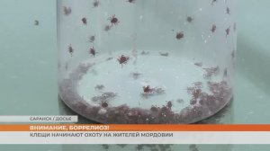 Клещи начинают охоту на жителей Мордовии