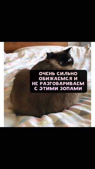 Как вести спор. Приколы с котами