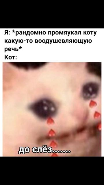 Трудности написания) Приколы с котами