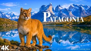 Необузданная красота Патагонии. 4K. Нетронутая дикая природа и невероятное разнообразие животных.