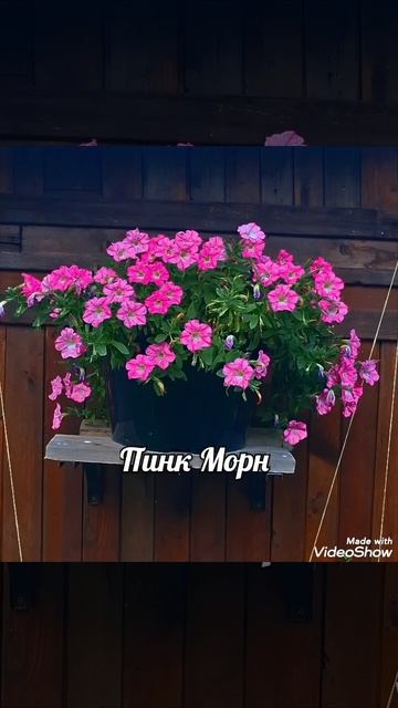 Петуния Опера Суприм Пинк Морн.