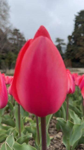 Крым сегодня. Парад тюльпанов в Никитском ботаническом саду сегодня #крым #ялта #парадтюльпанов