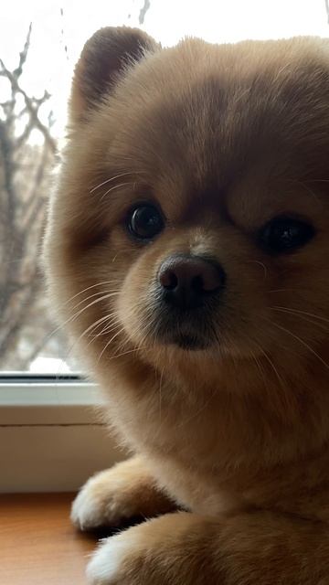 Потерянная преданность: тоска и одиночество #пожизненнаяпечаль #досадныепотери #собачьялюбовь