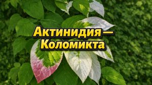 Актинидия Коломикта — выращивание и уход в саду
