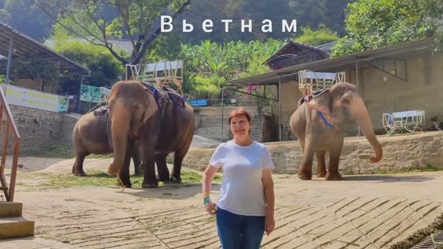 Вьетнам, встреча со слонами