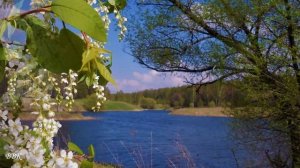 Фристайл - Черёмуха белая (Авт.ролика Виктор)