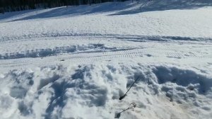 Лиса рыбалка природа.