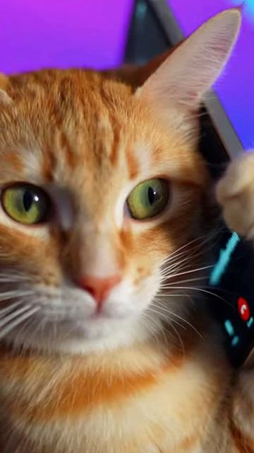 Телефонный хакер #cat #веселыекоты #funnycats #красиваякошка #видосыоткота #видосыоткота #funny