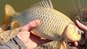 «Мартовское карповое безумие: ловля в предвесенний период»