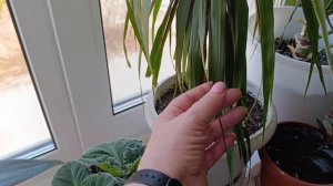 🍀💚 Мои зелёные друзья🍀💚