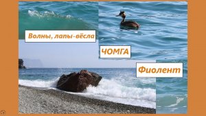 Волны. Чомга ныряет. Лапы-вёсла. Фиолент, Крым