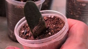 Вариегатная гастерия. Возможно ли вернуть вар?