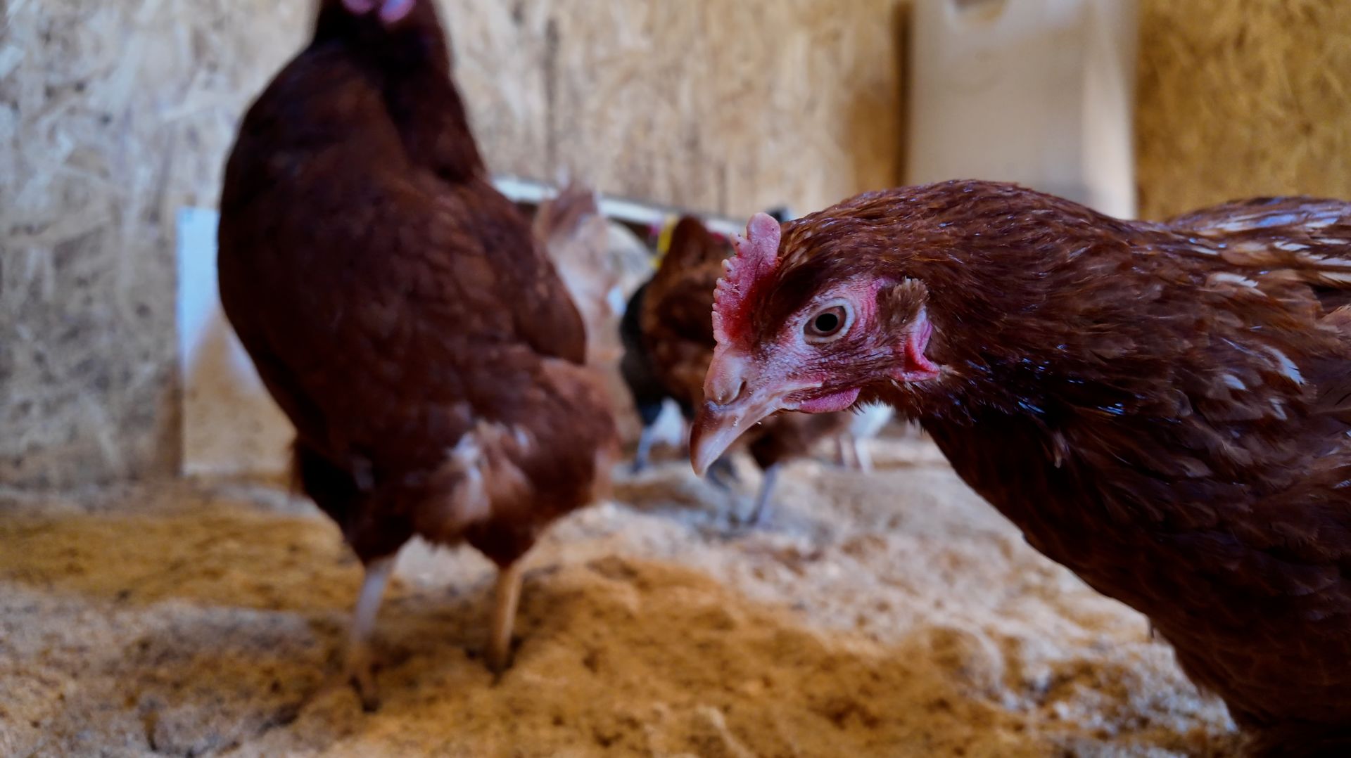 Как сделать добавку для кур несушек БЕСПЛАТНО. Птицеводство.