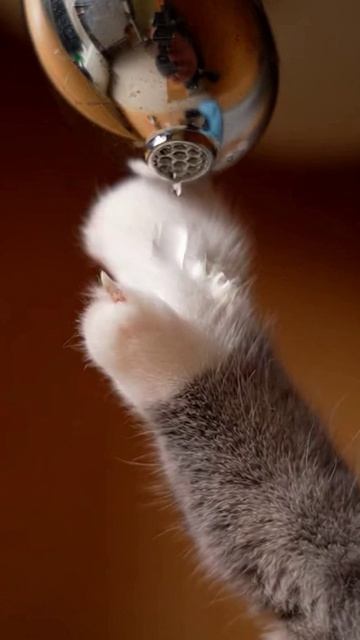 Водопроводный инженер #cat #веселыекоты #funnycats #красиваякошка #видосыоткота #видосыоткота #funny