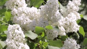 Юрий Грицюк - Сирень