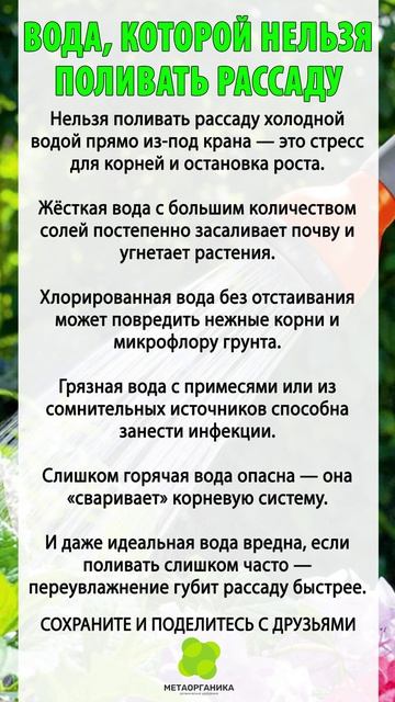 Вода, которой нельзя поливать рассаду