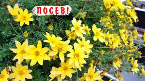 Посев Биденса (череда ферулолистная)!