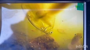 Атмосферная обстановка 🐠 #shorts #зима#отдых на природе