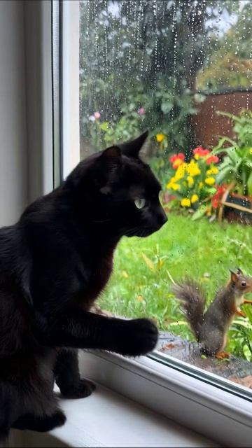 Кот и белка за окном: дождливый день #кот #белка #дождь