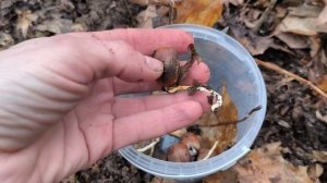 Как Сажать Желуди Дуба | Максимов Авито