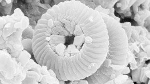 Получены Снимки Марса, Сделанные Различными Марсоходами