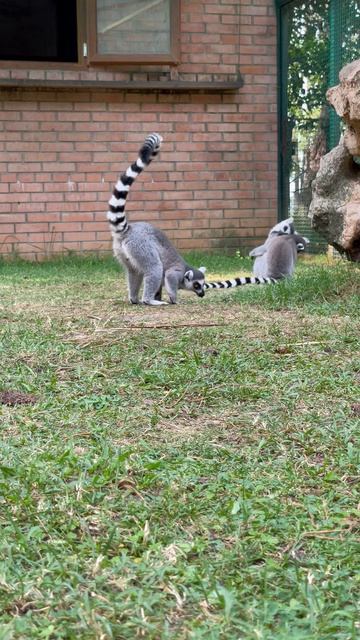 Красивая лошадь на закате #лошади #природа #животные