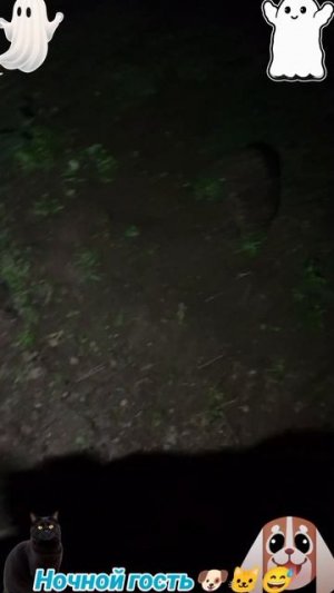 Ночной гость-2🐶🐱🦔😅
