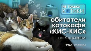 Обитатели котокафе «Кис-кис» / «Не только котики»